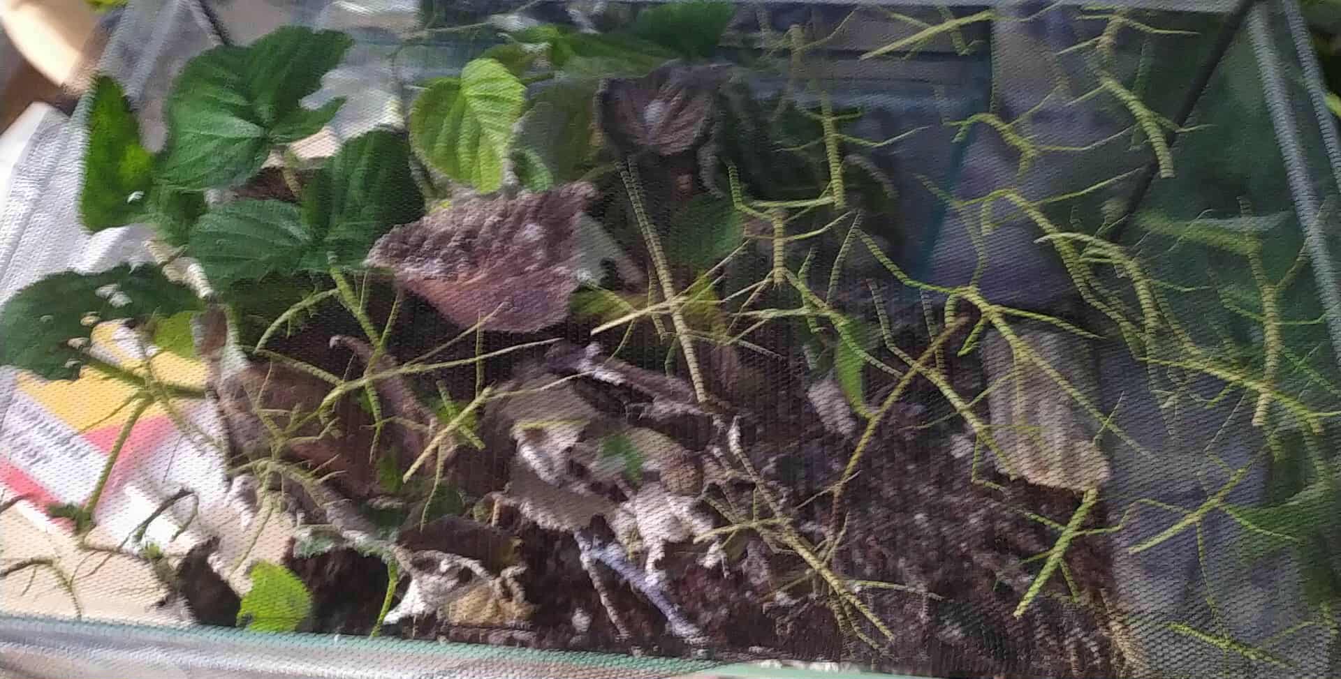 Niezwykła pasja Kuby