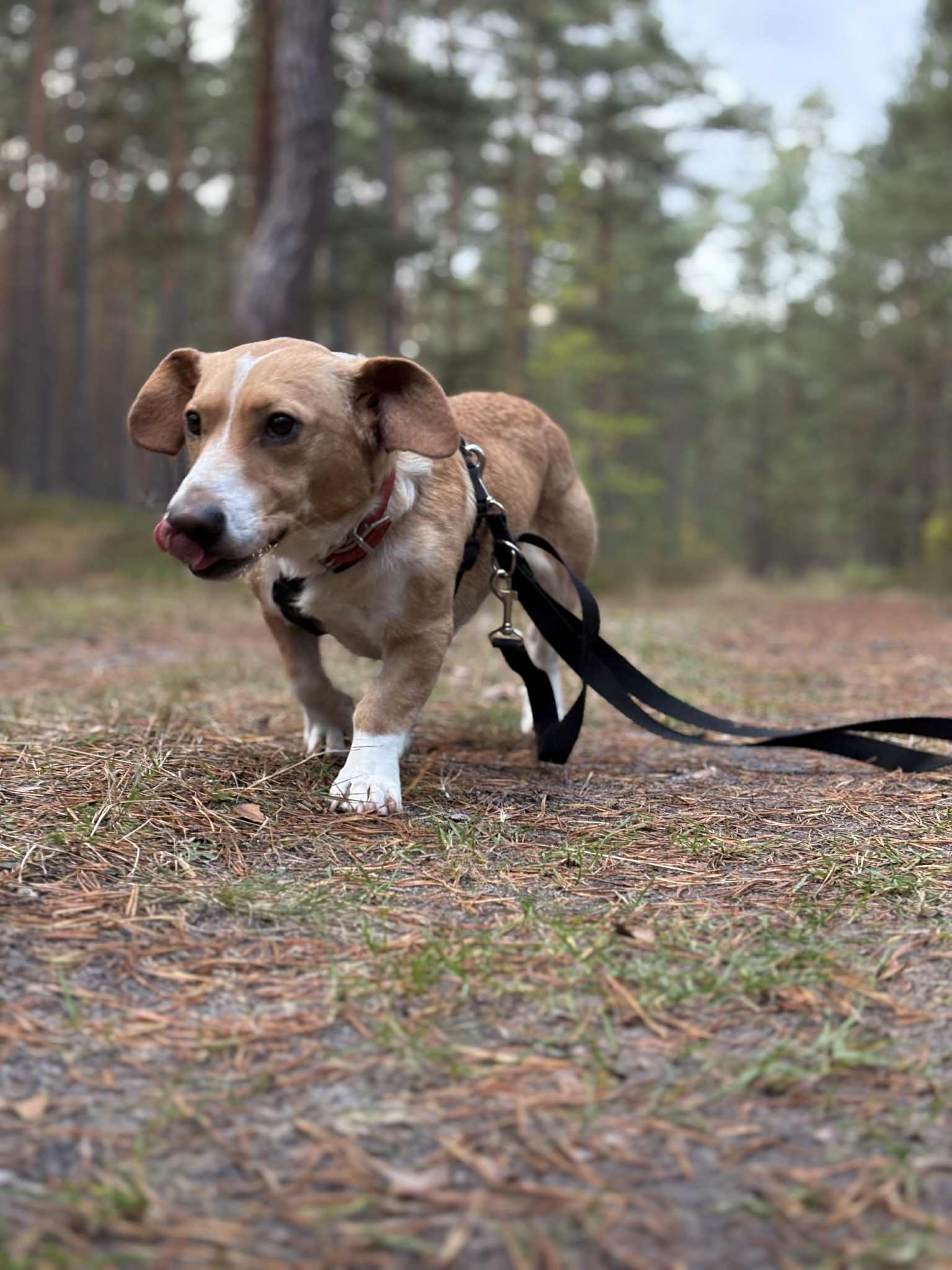 Łapki Nadziei w akcji
